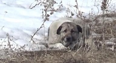 Adıyaman’da sahipsiz köpek saldırısına uğrayan çocuk yaralandı