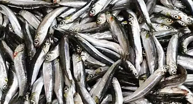 Av yasağı sona erdi, tezgahlar balıkla şenlendi