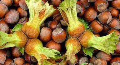 Fındık Fiyatı Psikolojik Eşiği Aştı