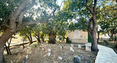 Onar Köyü’nde 700 Yıllık Sakız Ağacı İlgi Görüyor