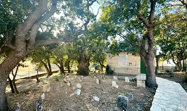 Onar Köyü’nde 700 Yıllık Sakız Ağacı İlgi Görüyor