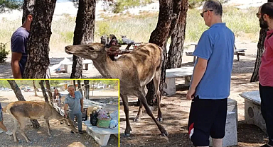 Salda Gölü’nde kızıl geyik sürprizi