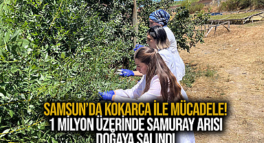 Samsun’da Kokarca İle Mücadele! 1 Milyon Üzerinde Samuray Arısı Doğaya Salındı 