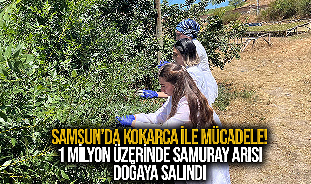 Samsun’da Kokarca İle Mücadele! 1 Milyon Üzerinde Samuray Arısı Doğaya Salındı
