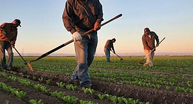Zirai dondan zarar gören çiftçilere devlet desteği geliyor