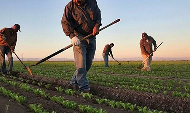 Zirai dondan zarar gören çiftçilere devlet desteği geliyor