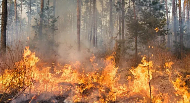 2025’te 6 bin 800 yangın çıktı: 80 bin hektar alan yandı