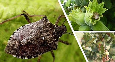 Giresun’da kahverengi kokarca ile kışlak seferberliği başladı