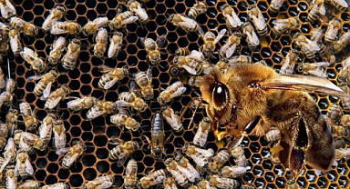 İklim değişikliği bombus arılarının yaşamını tehdit ediyor