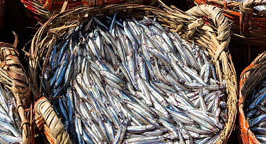 Karadeniz’de hamsi bereketi devam ediyor