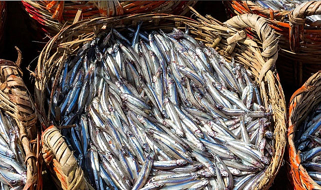 Karadeniz’de hamsi bereketi devam ediyor