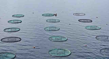 Karadeniz’den 31 ülkeye 278 milyon dolarlık su ürünü ihracatı