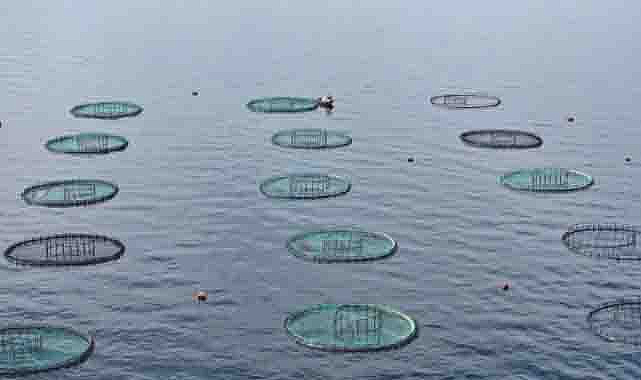 Karadeniz’den 31 ülkeye 278 milyon dolarlık su ürünü ihracatı