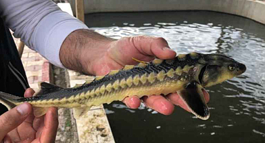 Rize Gastronomisi hedef büyüttü, dünyaya Mersin balığı ve havyar satacağız