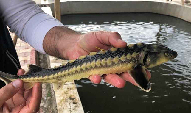 Rize Gastronomisi hedef büyüttü, dünyaya Mersin balığı ve havyar satacağız