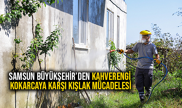 Samsun Büyükşehir’den Kahverengi Kokarcaya Karşı Kışlak Mücadelesi