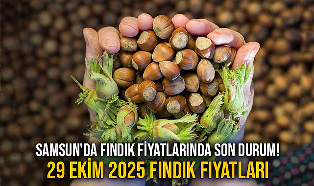 Samsun'da Fındık Fiyatlarında Son Durum! 29 Ekim 2025 Fındık Fiyatları