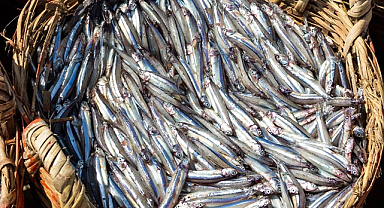 Doğu Karadeniz’den 10 ayda 29 ülkeye su ürünü ihracatı