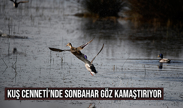 Kuş Cenneti’nde Sonbahar Göz Kamaştırıyor
