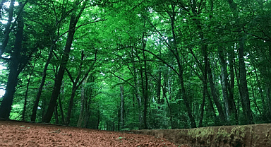 Orman Genel Müdürlüğü 496 sözleşmeli personel için başvuru sürecini başlattı