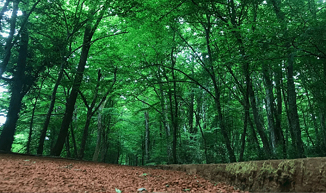 Orman Genel Müdürlüğü 496 sözleşmeli personel için başvuru sürecini başlattı