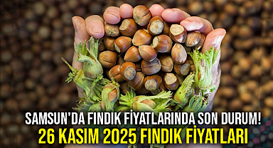 Samsun'da Fındık Fiyatlarında Son Durum! 26 Kasım 2025 Fındık Fiyatları