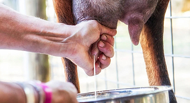 Şap krizi süt üretimini vurdu: Eylül ayında üretim düştü