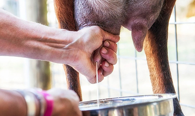 Şap krizi süt üretimini vurdu: Eylül ayında üretim düştü