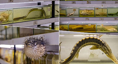 Türkiye’nin denizlerinde balık türlerindeki azalma alarm vermeye başladı