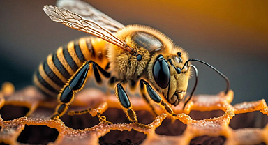 Yapay Arı Kolonisi (ABC) Algoritması 20 yaşında