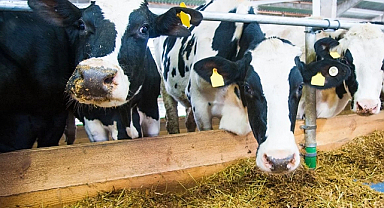 Süt üretiminde düşüş sürüyor: İşletmelerin topladığı süt miktarı azaldı