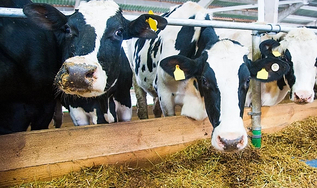 Süt üretiminde düşüş sürüyor: İşletmelerin topladığı süt miktarı azaldı