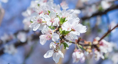 Cemrenin ikincisi suya düştü