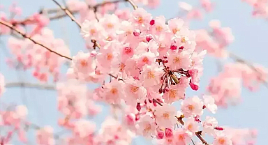 İlk cemre havaya düşüyor, baharın işaretleri görülüyor