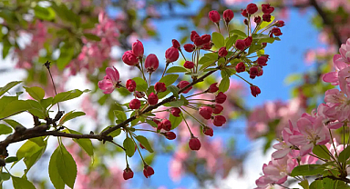 Son cemre toprağa düştü: Bahar resmen başladı