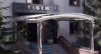 TİGEM 5 ton kozalağı ihaleye çıkarıyor