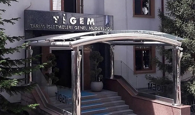 TİGEM 5 ton kozalağı ihaleye çıkarıyor