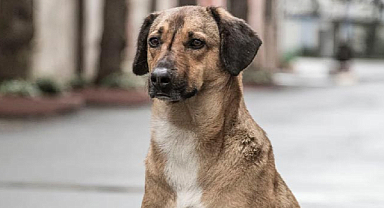 Bakan Çiftçi: Sokak hayvanlarının yüzde 75’i toplandı