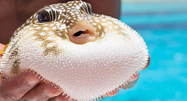 Balon balığı avcılığına teşvik: 50 milyonluk yayılım durduruldu