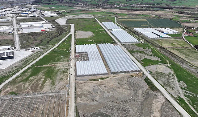 Samsun Sera Organize Tarım Bölgesi'nden Ekonomiye Büyük Katkı