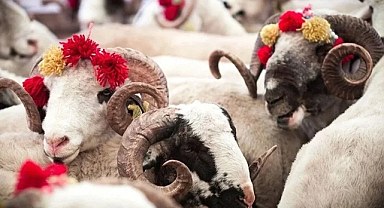 Vekaletle kurban kesim ücretleri açıklandı