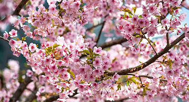 Soğuk hava gidiyor, sıcaklıklar yükseliyor