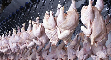Tavuk eti ve yumurta üretiminde mart ayında yükseliş
