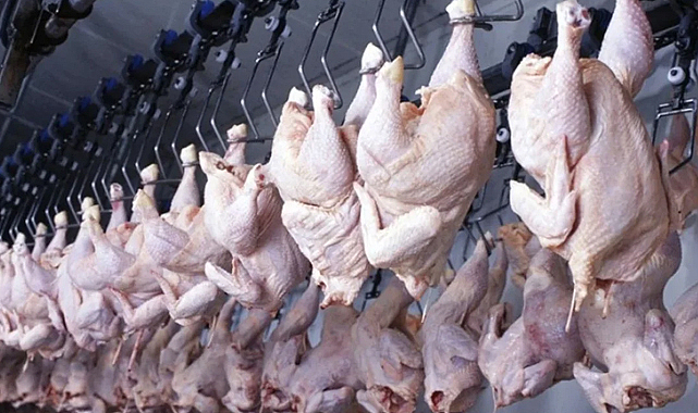 Tavuk eti ve yumurta üretiminde mart ayında yükseliş