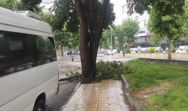 Şiddetli Yağış Sonrası Ağaç Devrildi Araçlar Hasar Gördü