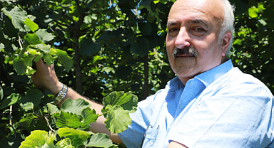 Ziraat Odası Başkanı Tütüncü: Fındık Bahçelerinde Olumlu Tablo