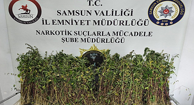 Bafra’da 1.655 Kök Kenevir Ele Geçirildi