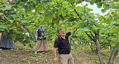 Karadeniz'de Fındık Hasadı Tüm Hızıyla Sürüyor