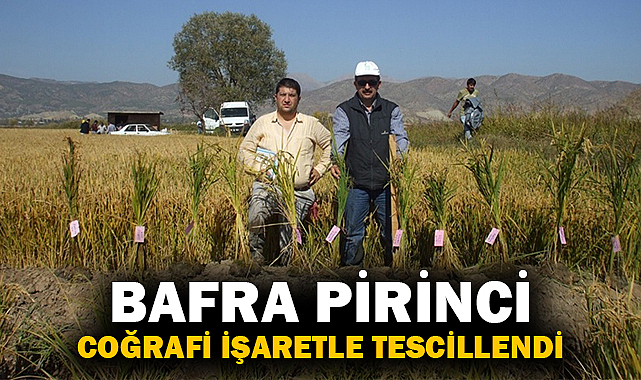 Bafra Pirinci Coğrafi İşaretle Tescillendi