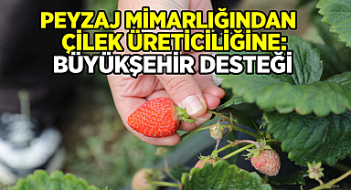 Peyzaj Mimarlığından Çilek Üreticiliğine: Büyükşehir Belediyesi’nin Destekleri Hayatına Dokunuyor 
